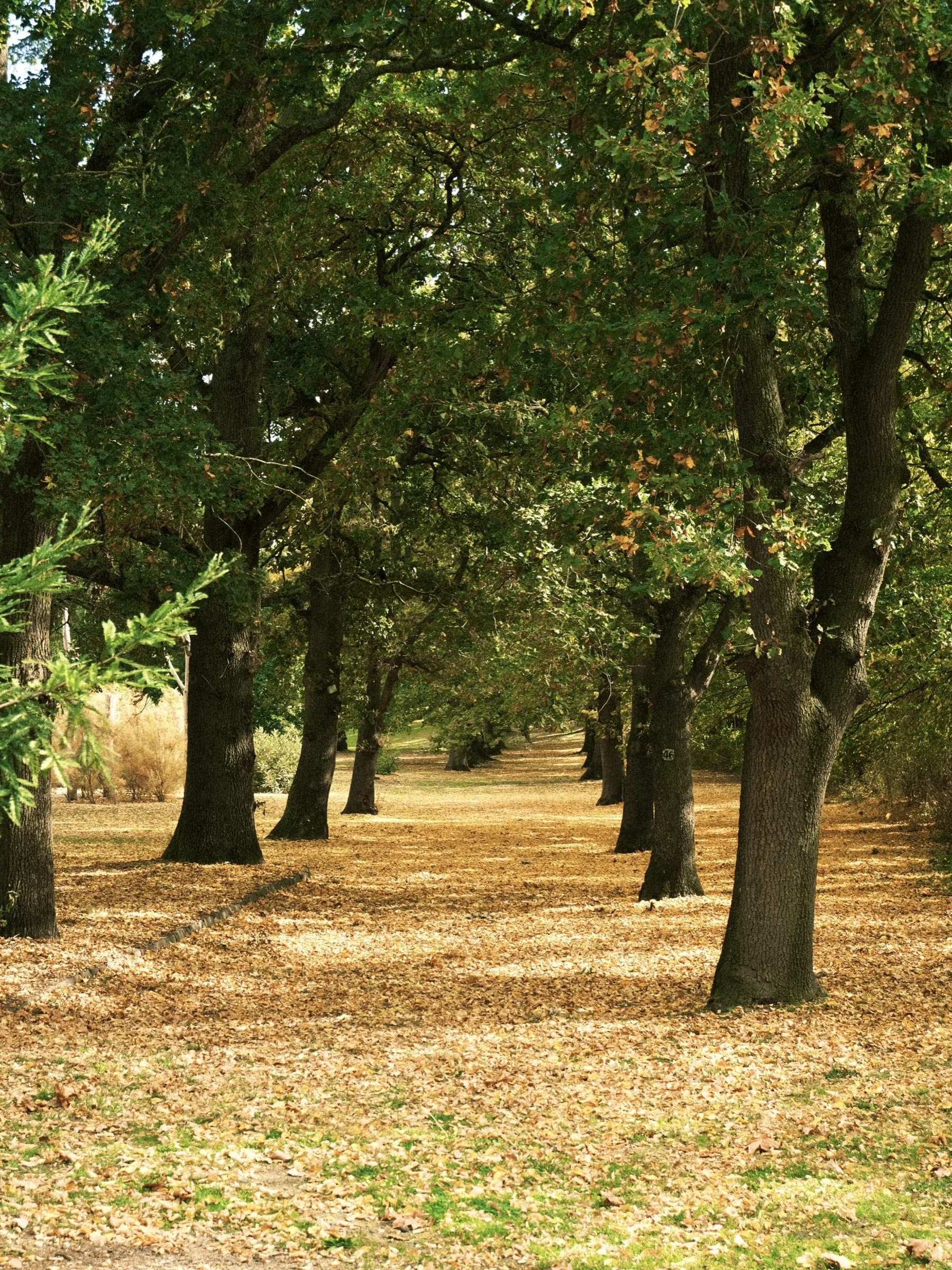 A tree-lined avenue carpeted with fallen autumn leaves
