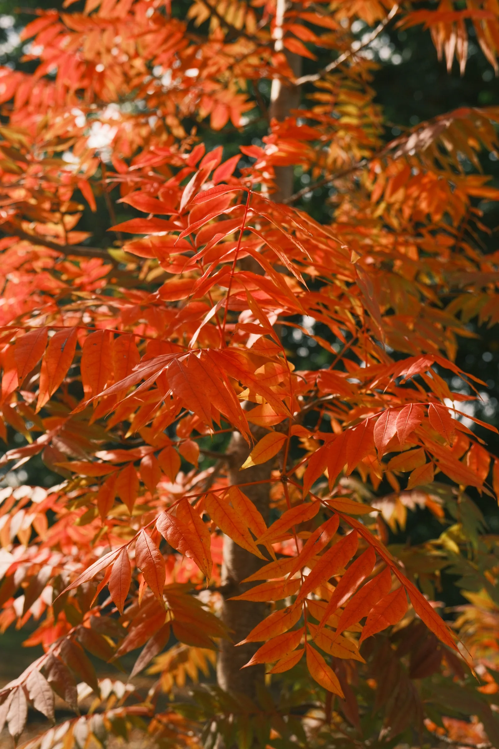Close-up of vivid red autumn leaves lit by sunlight