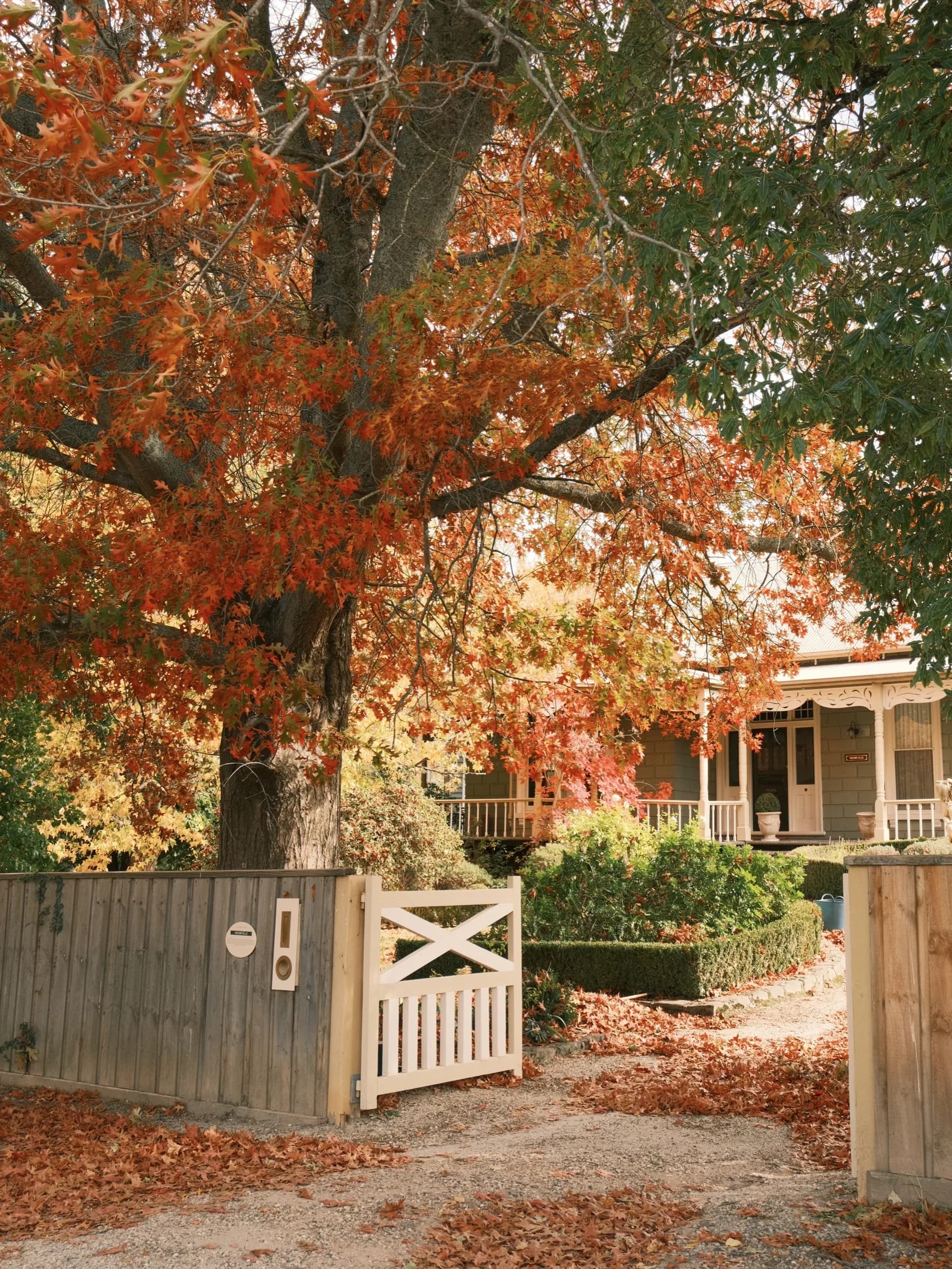 A white picket gate opening to a garden path beneath autumn trees
