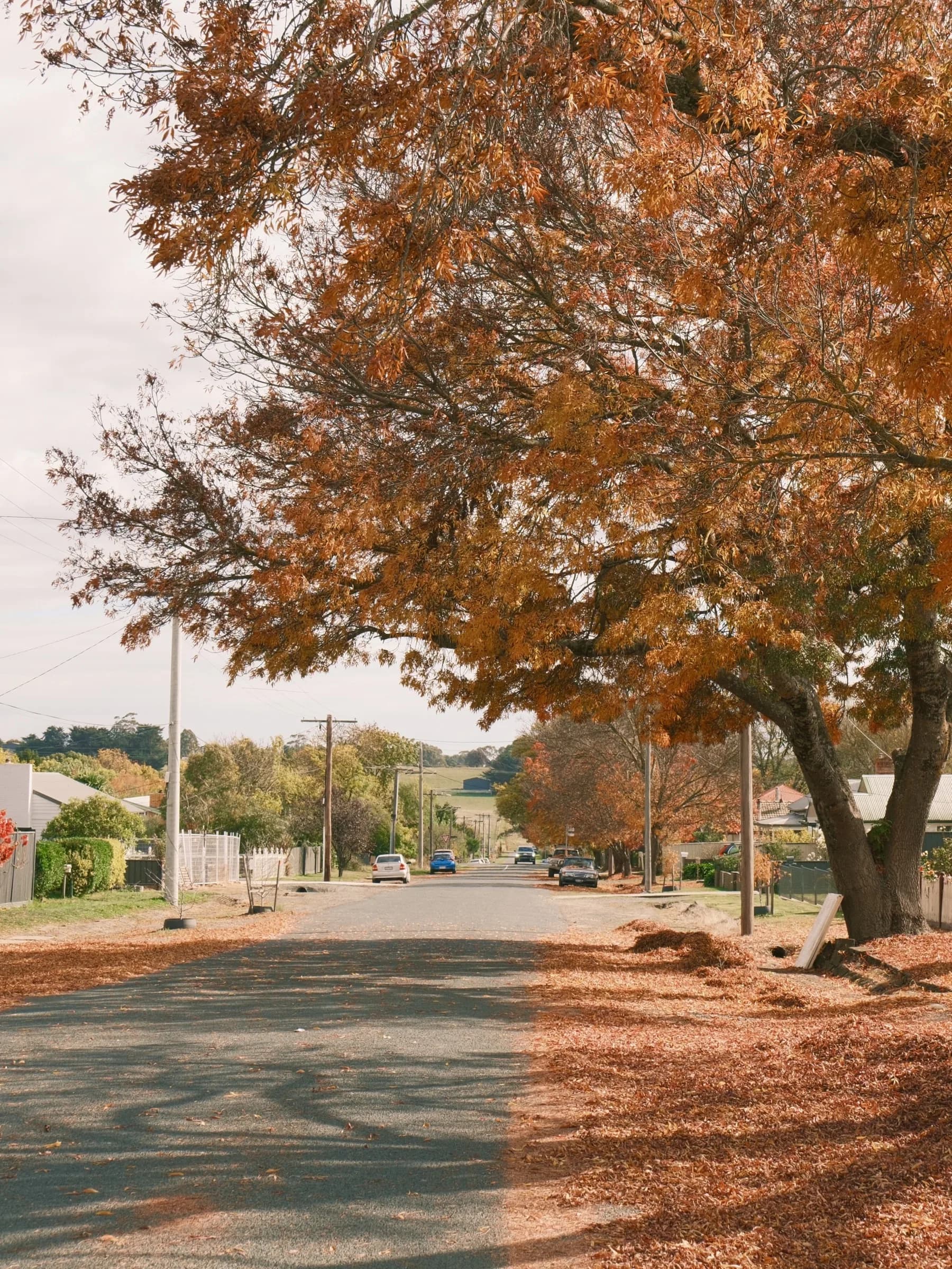 A tree-lined country street scattered with autumn leaves