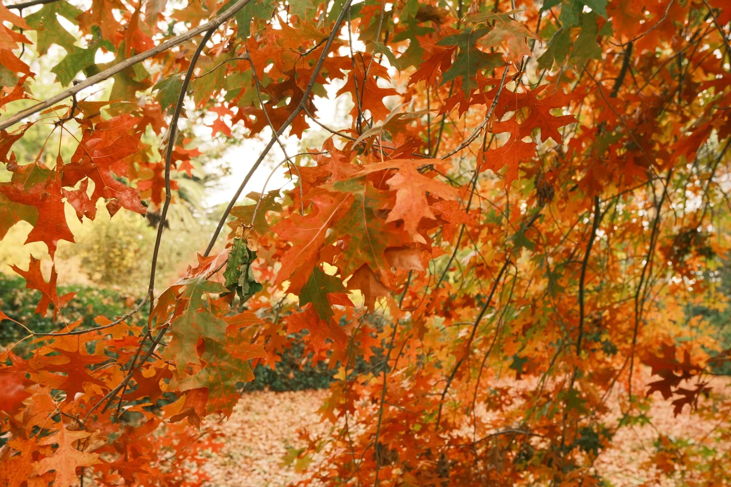 A canopy of orange and gold maple leaves