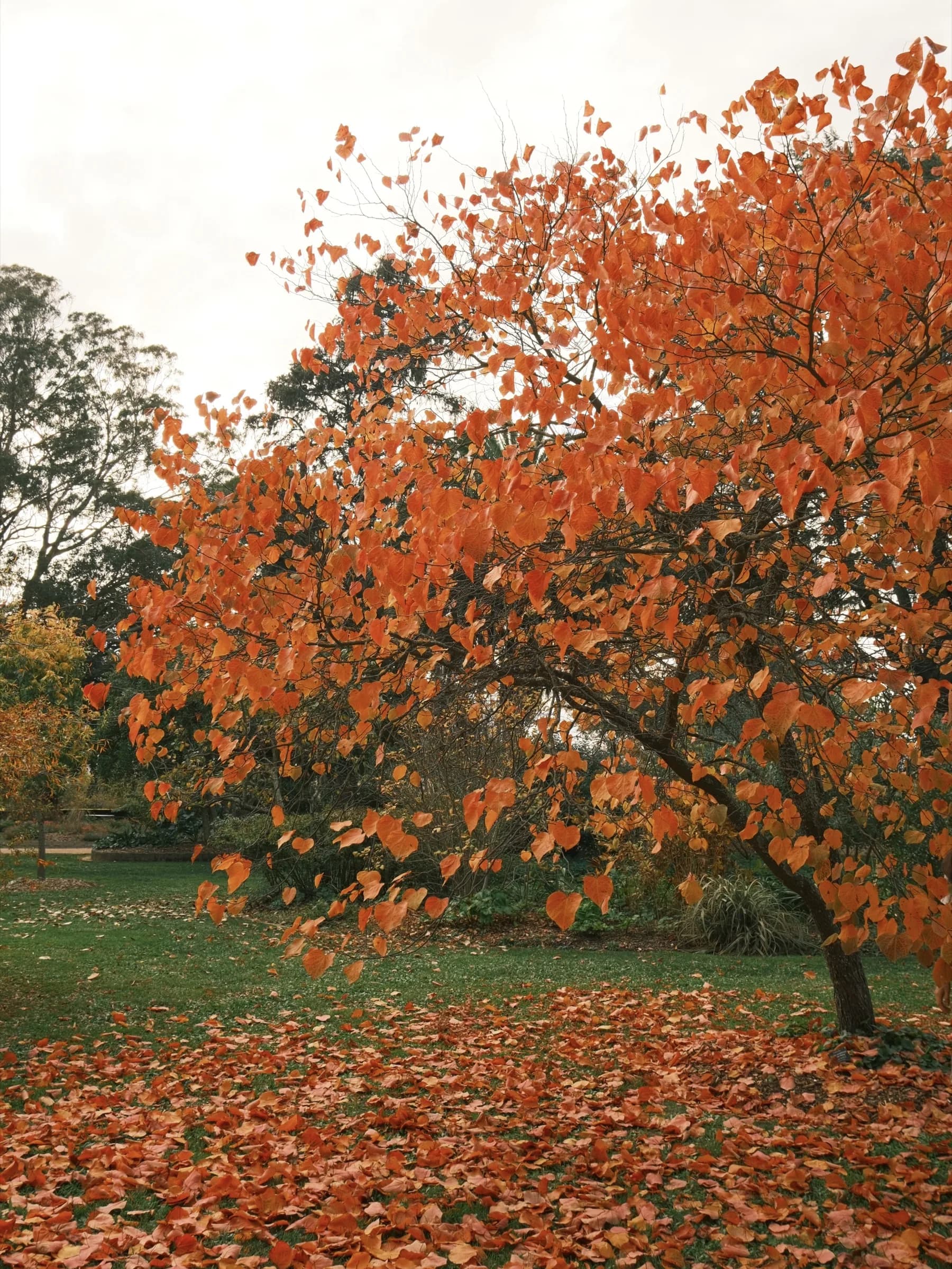 A bare maple spreading over a lawn strewn with fallen leaves