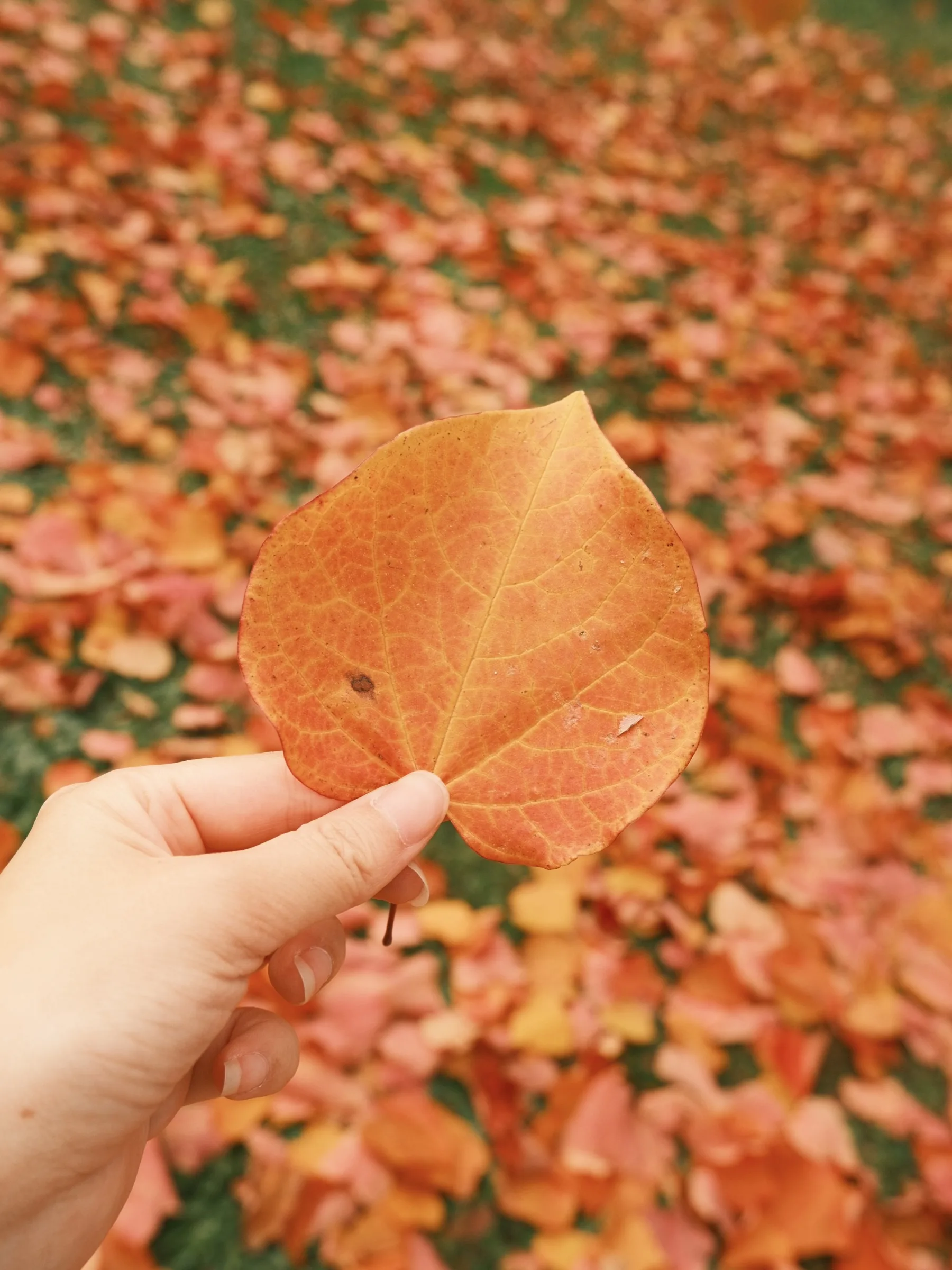A hand holding a single orange autumn leaf above a leaf-covered lawn