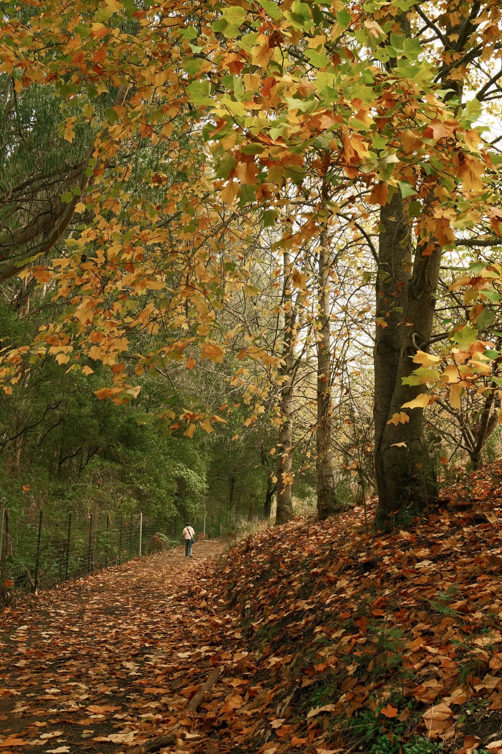A leaf-covered path curving through a stand of tall trees