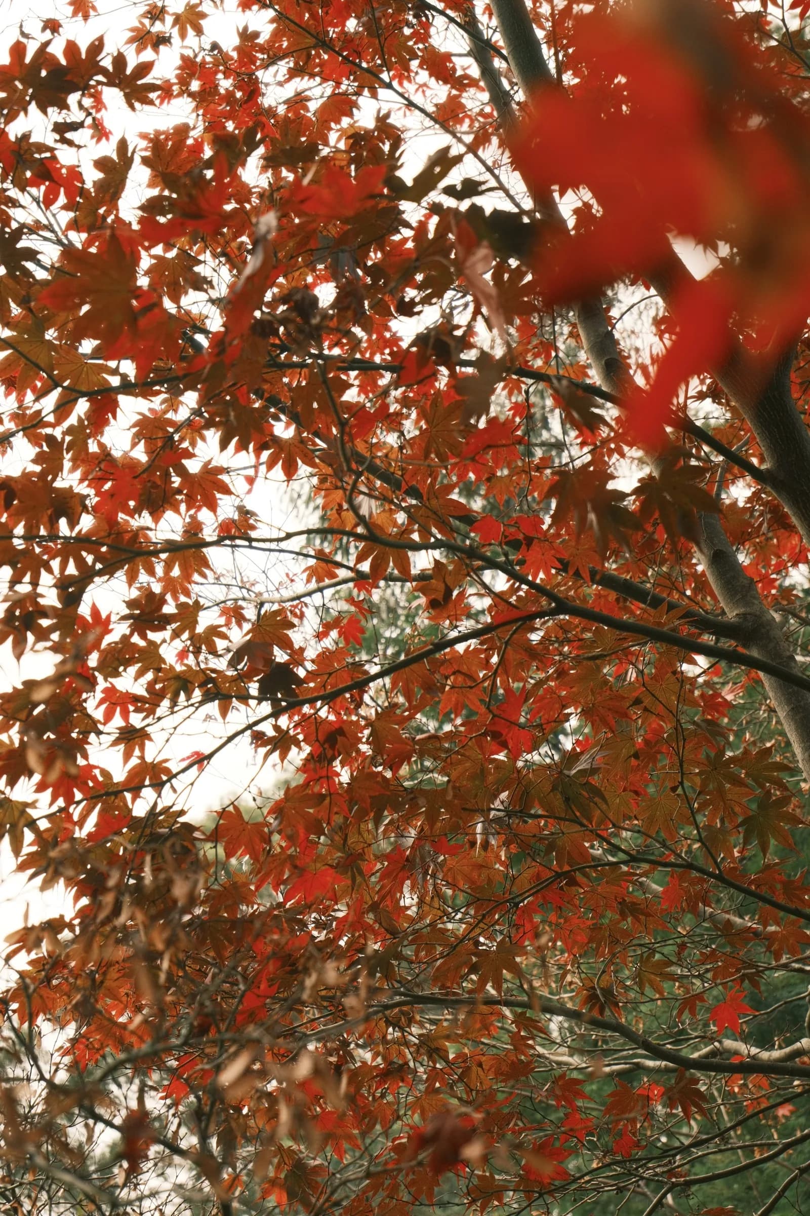 Deep red maple leaves massed against a pale sky