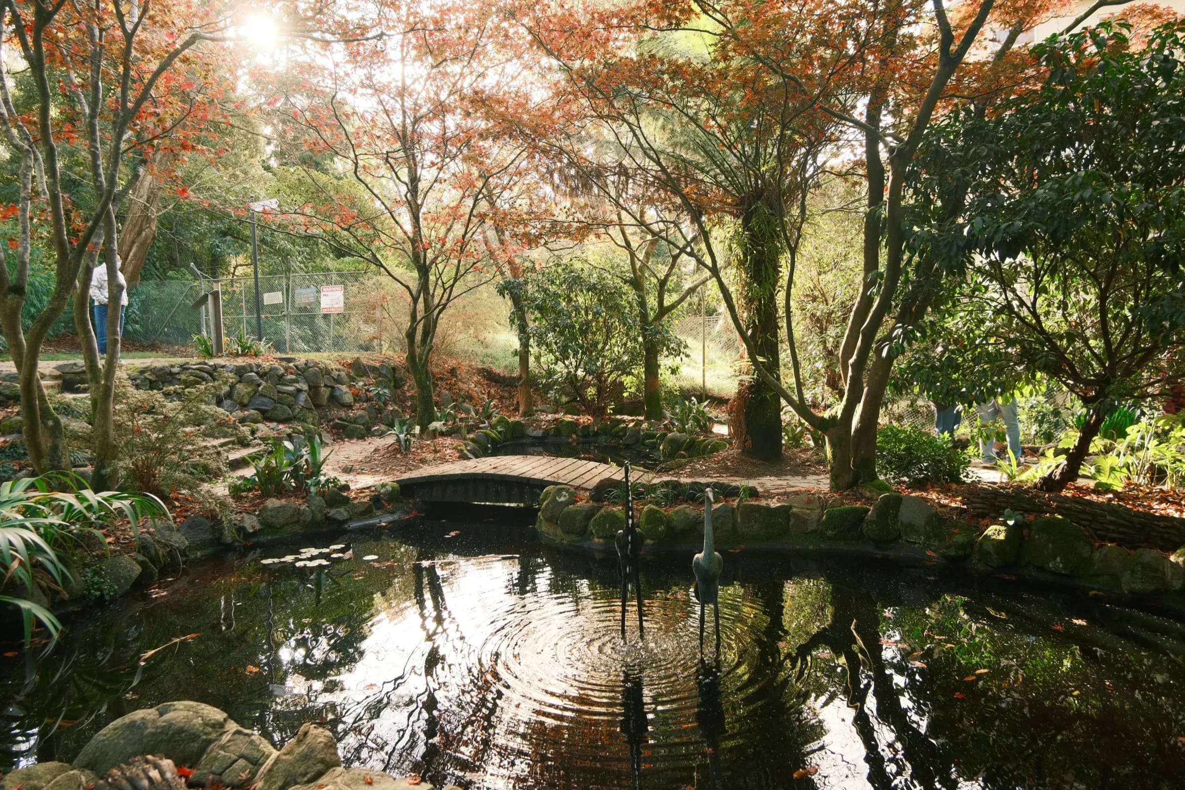 A quiet pond reflecting trees along its leafy bank