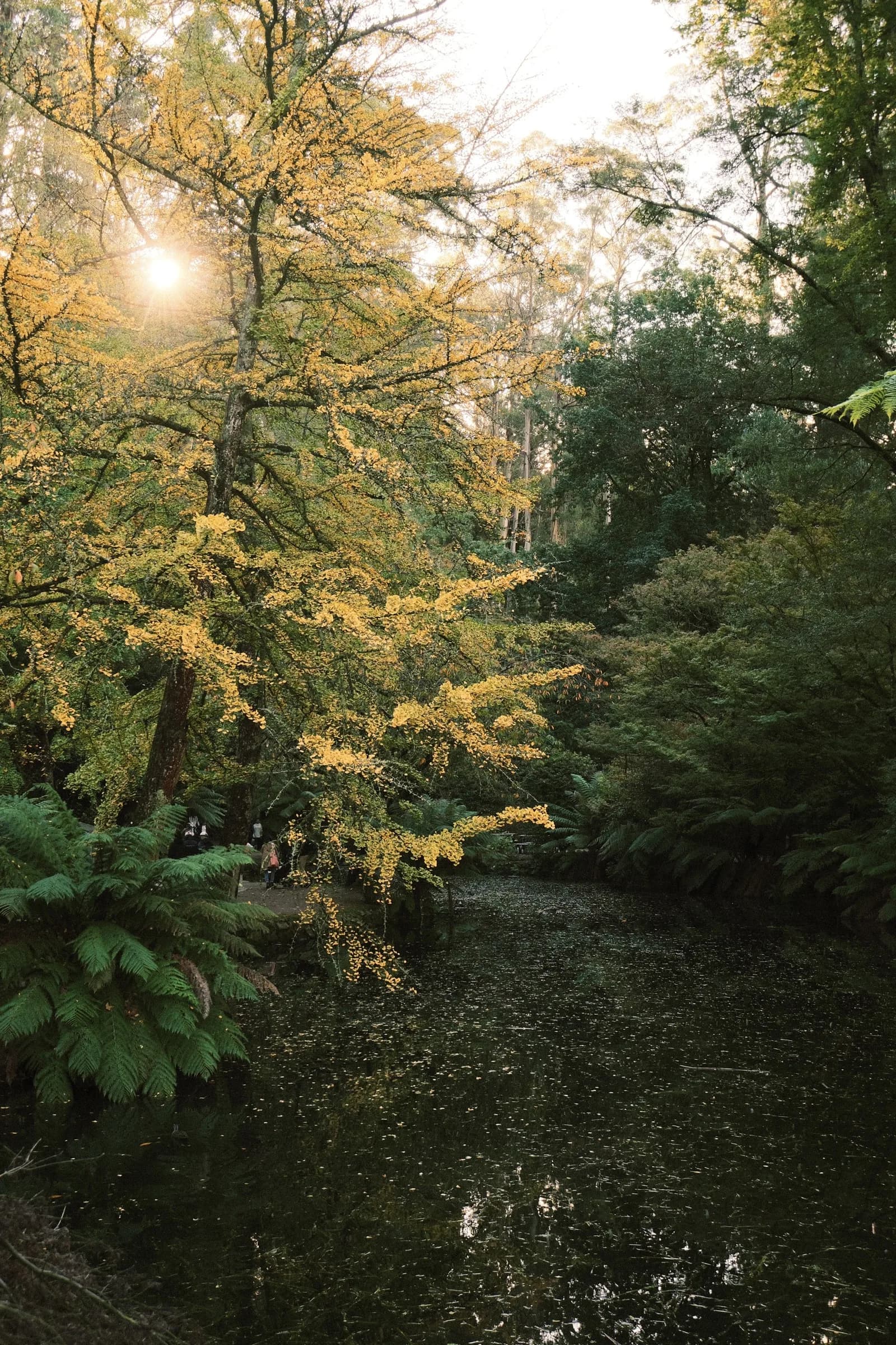 Sunlight through ferns beside a dark garden stream