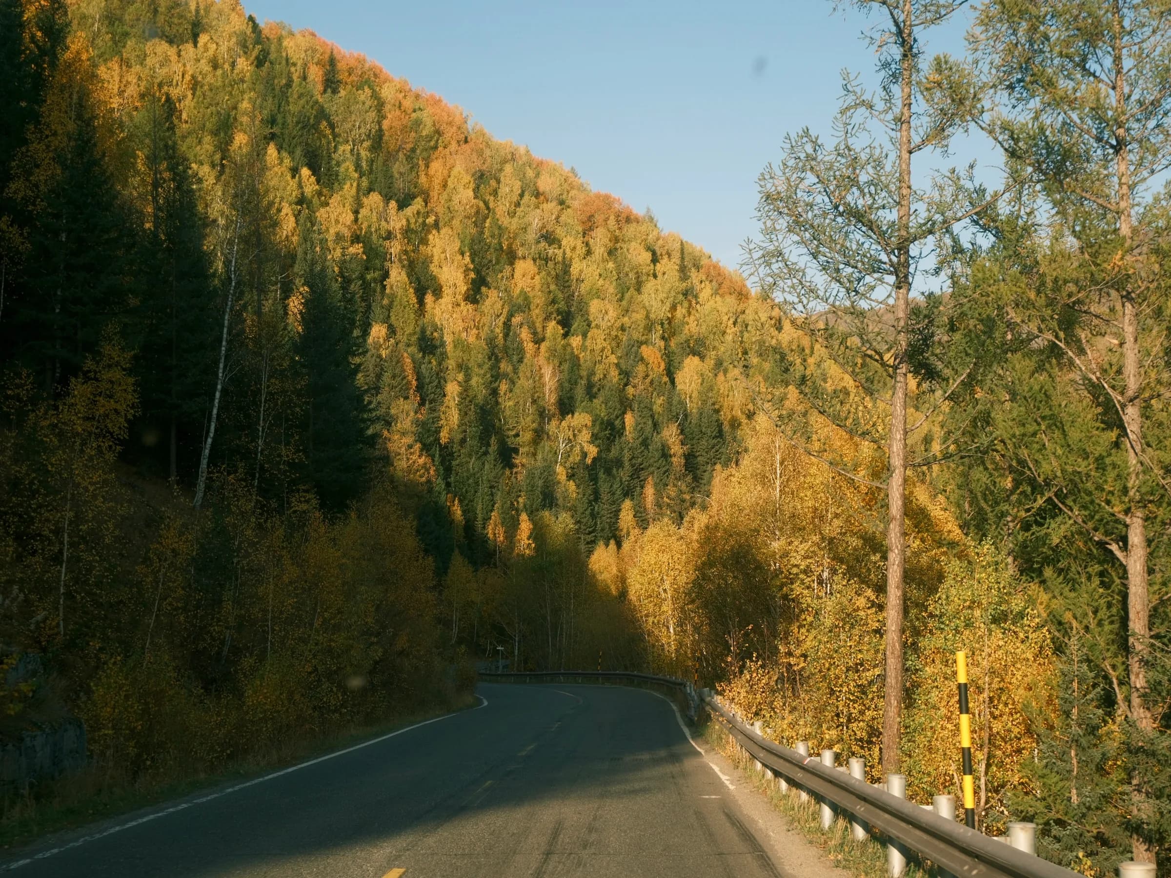 A winding mountain road beneath golden autumn trees