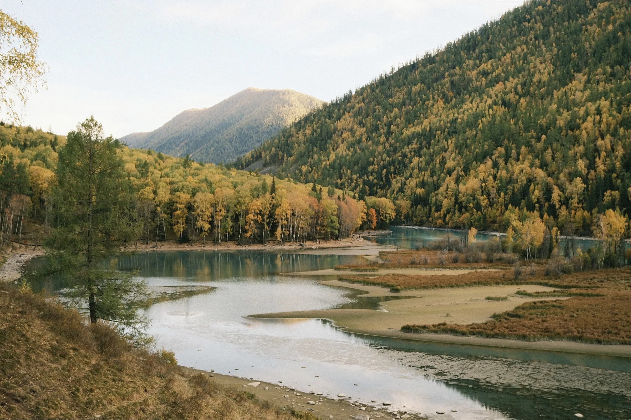 A winding river flanked by sandbars and autumn forest below mountain peaks