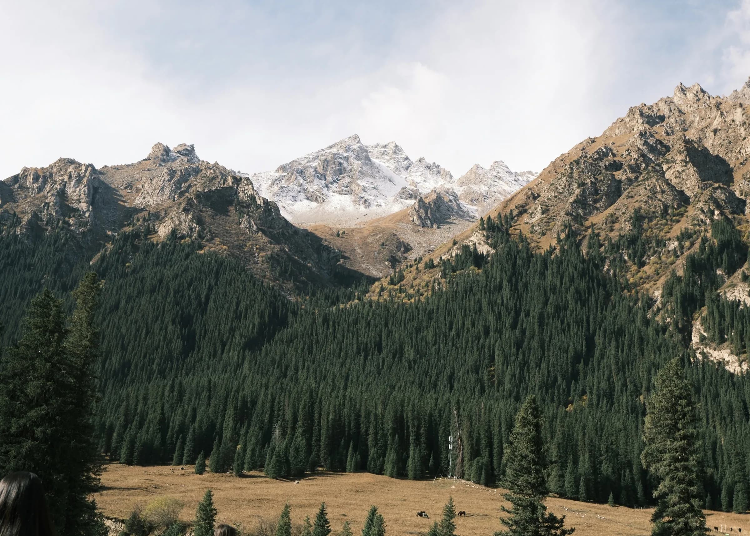 Forested valley beneath a glacier-scoured mountain