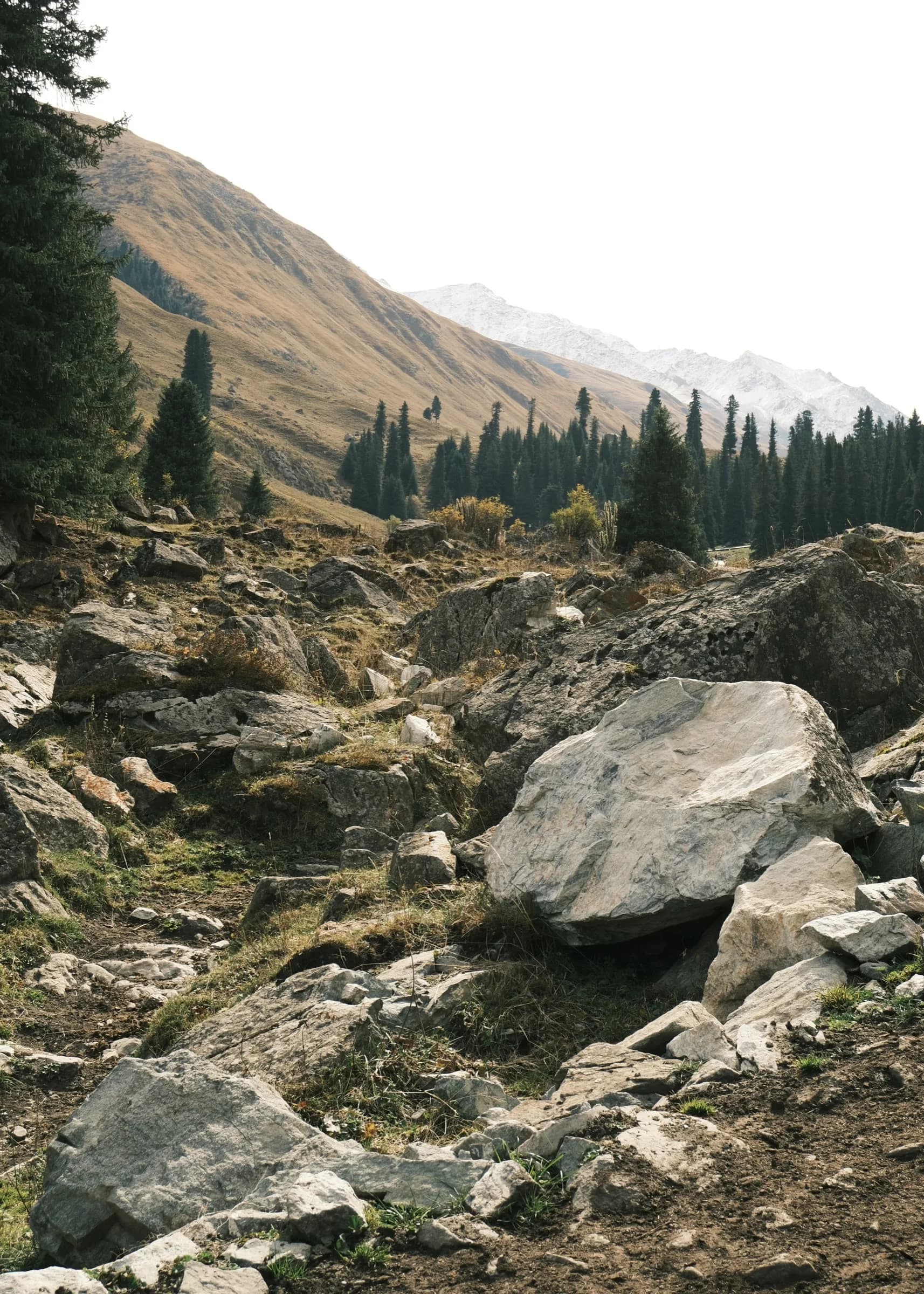 Boulder-strewn meadow below a golden hillside