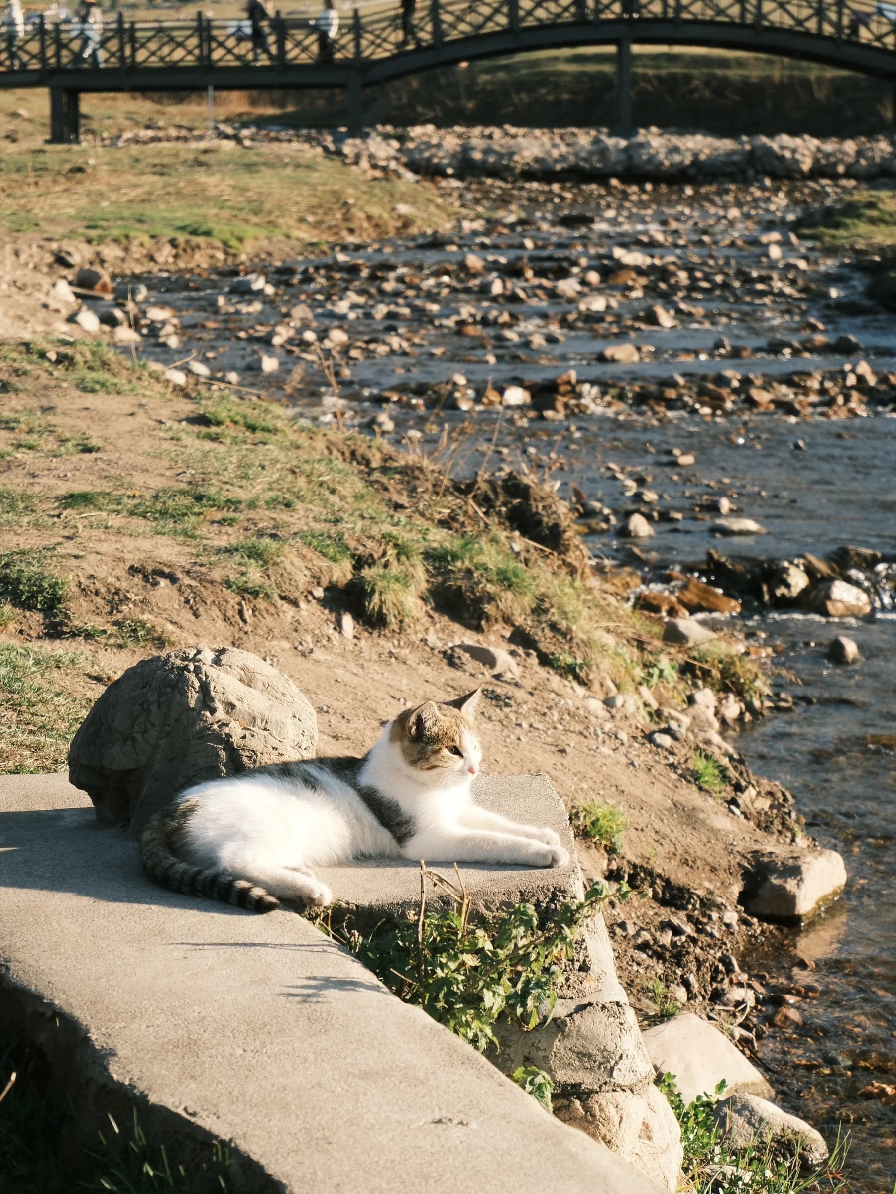 Cat resting on a sunny ledge beside a rocky stream