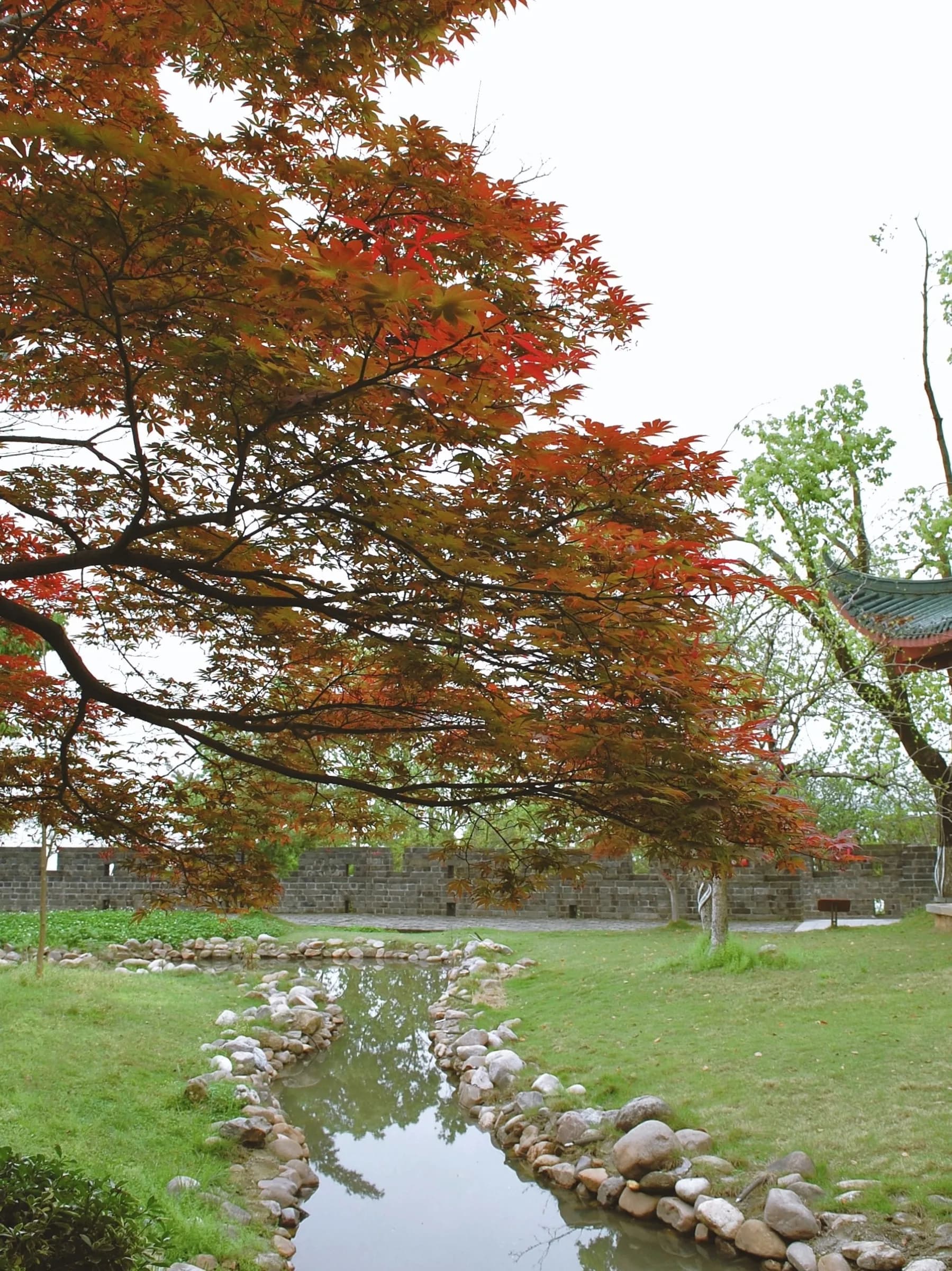 A red maple over a lawn and a stone-lined stream